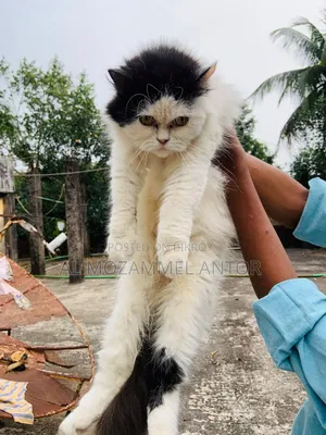 পারসিয়ান কেট