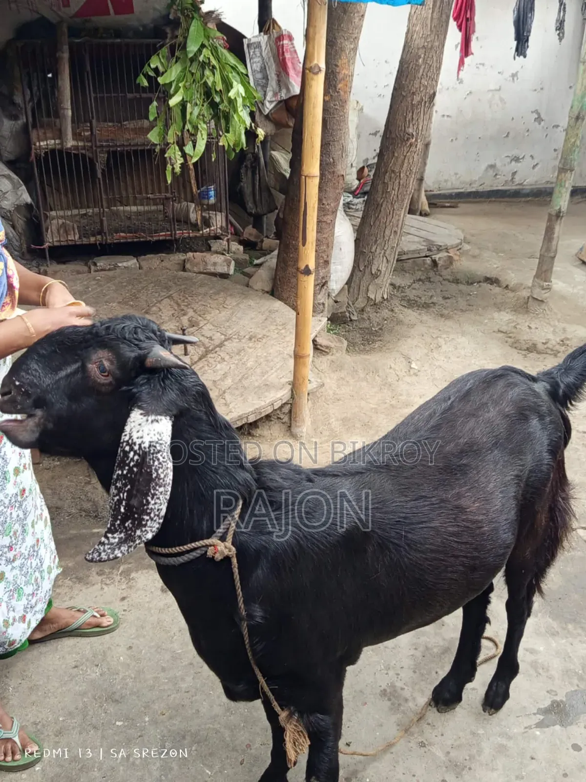 কোরবানির বড় খাসি ছাগল 65kg