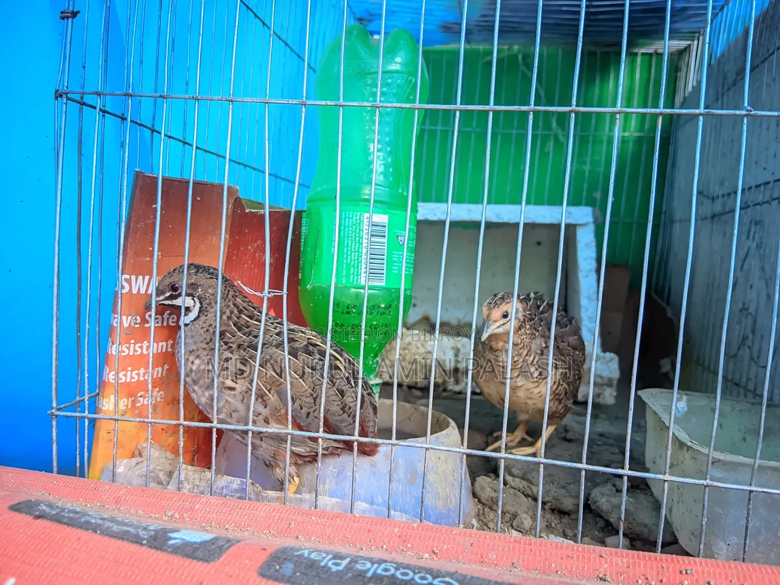 A Pair of Healthy and Beautiful King Quail for Sale
