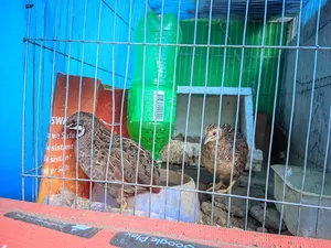 A Pair of Healthy and Beautiful King Quail for Sale