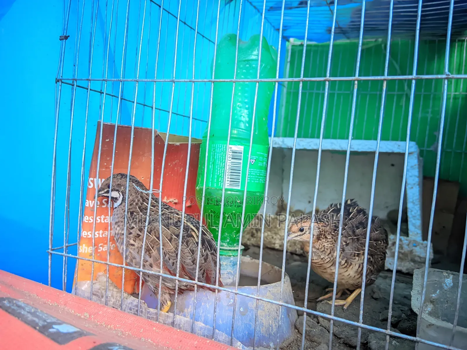 A Pair of Healthy and Beautiful King Quail for Sale