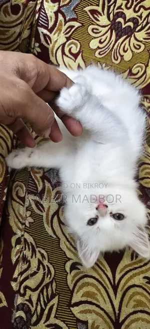 1-3 Months Male Purebred Persian