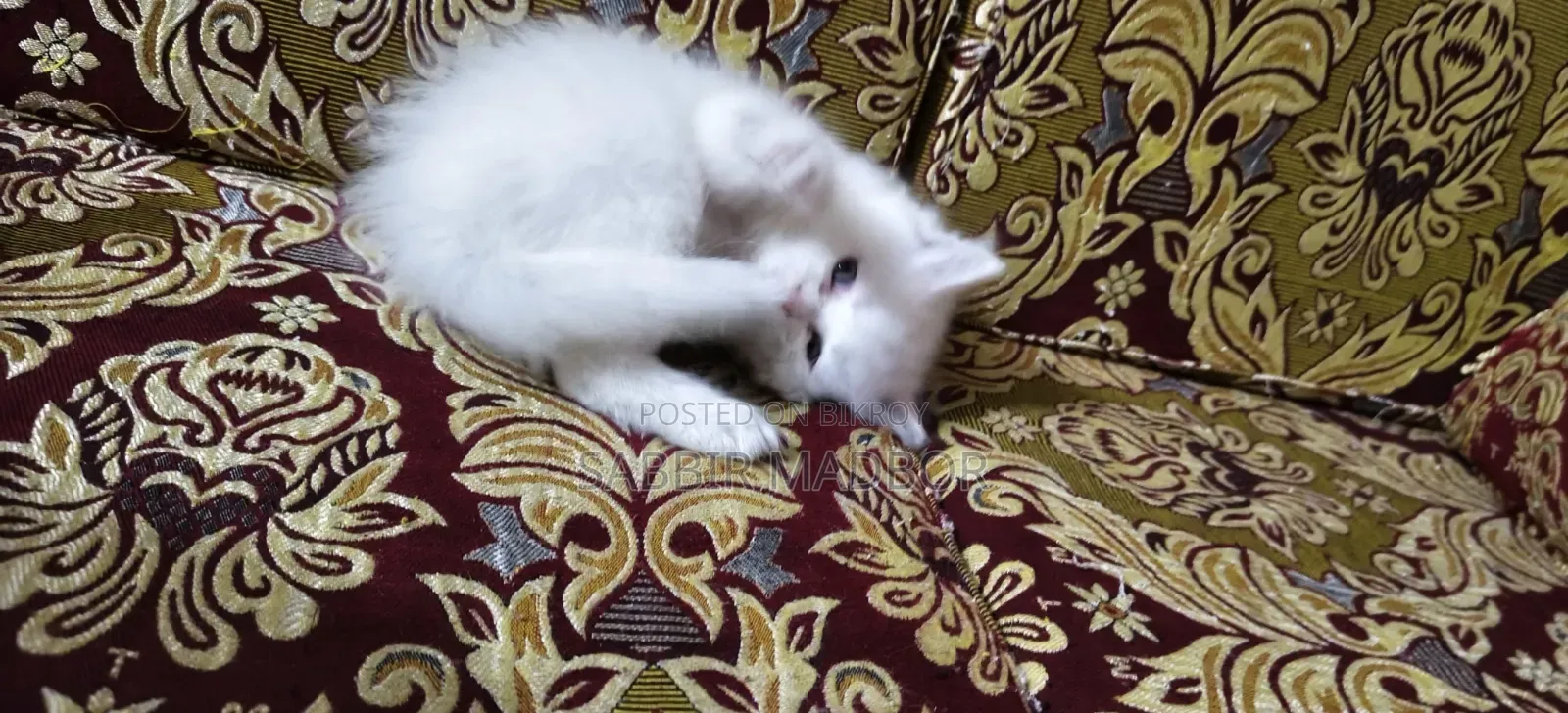 1-3 Months Male Purebred Persian