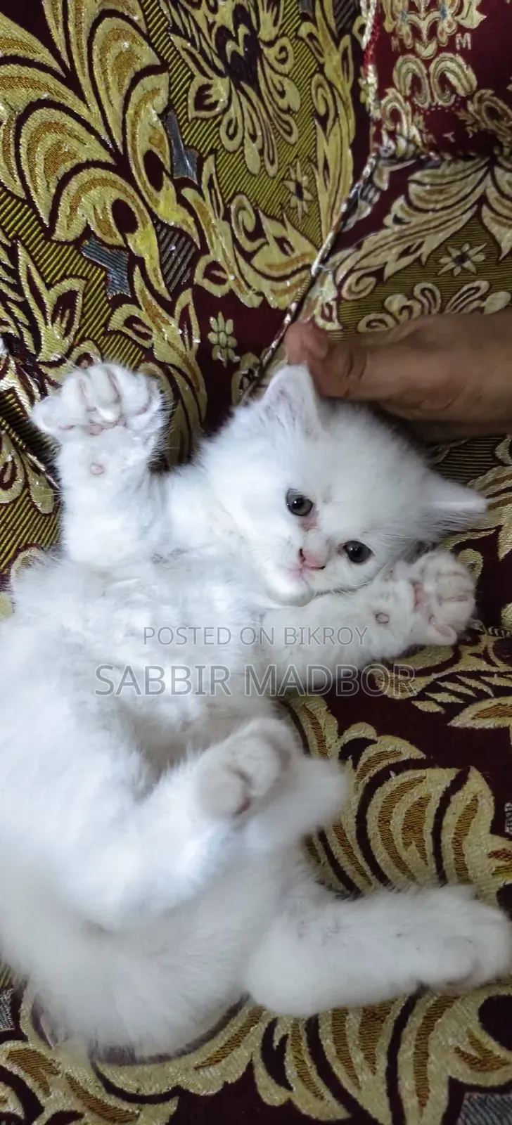 1-3 Months Male Purebred Persian