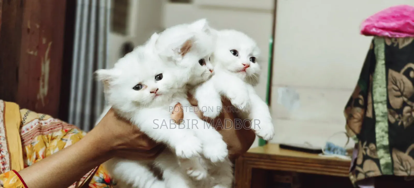 1-3 Months Male Purebred Persian