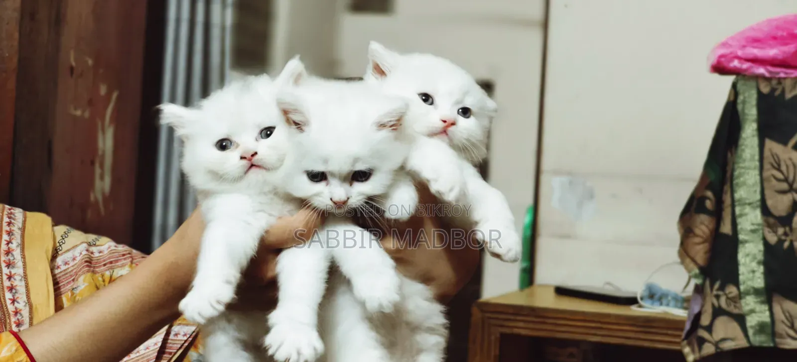 1-3 Months Male Purebred Persian