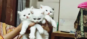 1-3 Months Male Purebred Persian