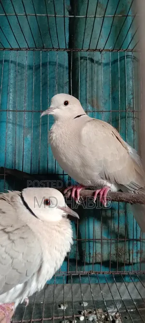 Selling a pair of large Australian Dove birds
