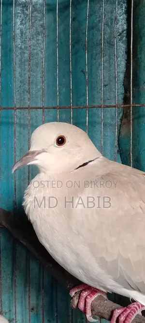 Selling a pair of large Australian Dove birds