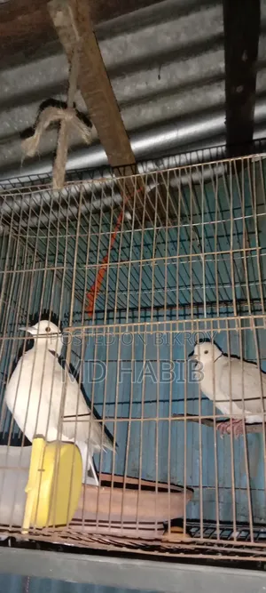 Selling a pair of large Australian Dove birds