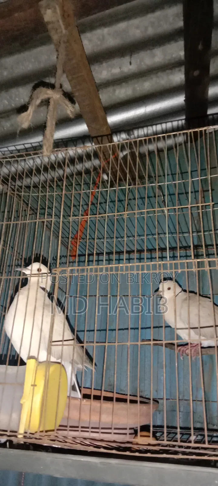 Selling a pair of large Australian Dove birds