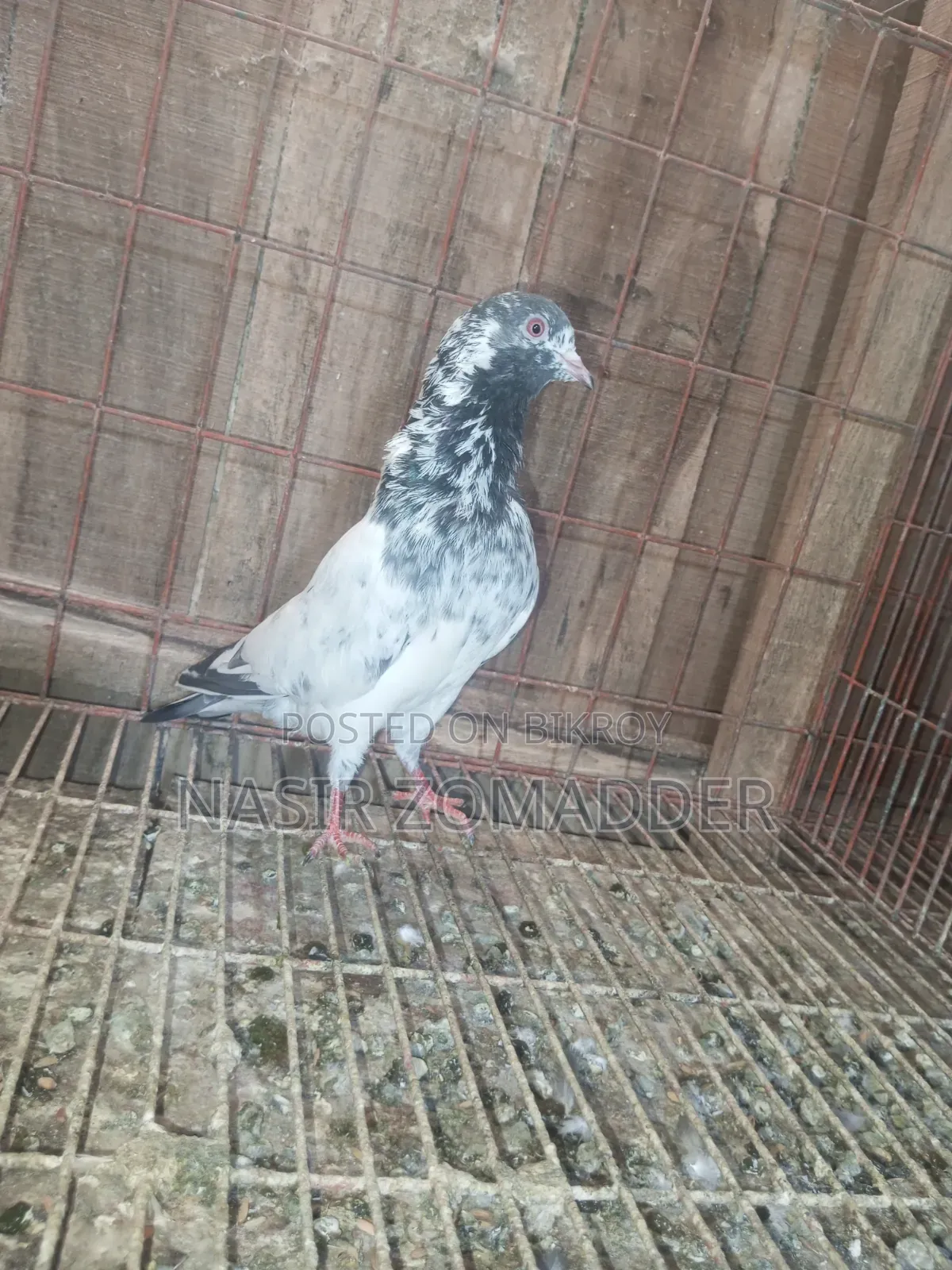 Kamagar Pigeon
