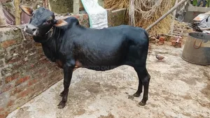 ষাঁড় গরুগুলো বিক্রি করা হবে