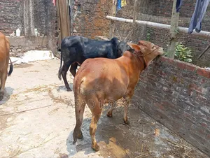 ষাঁড় গরুগুলো বিক্রি করা হবে