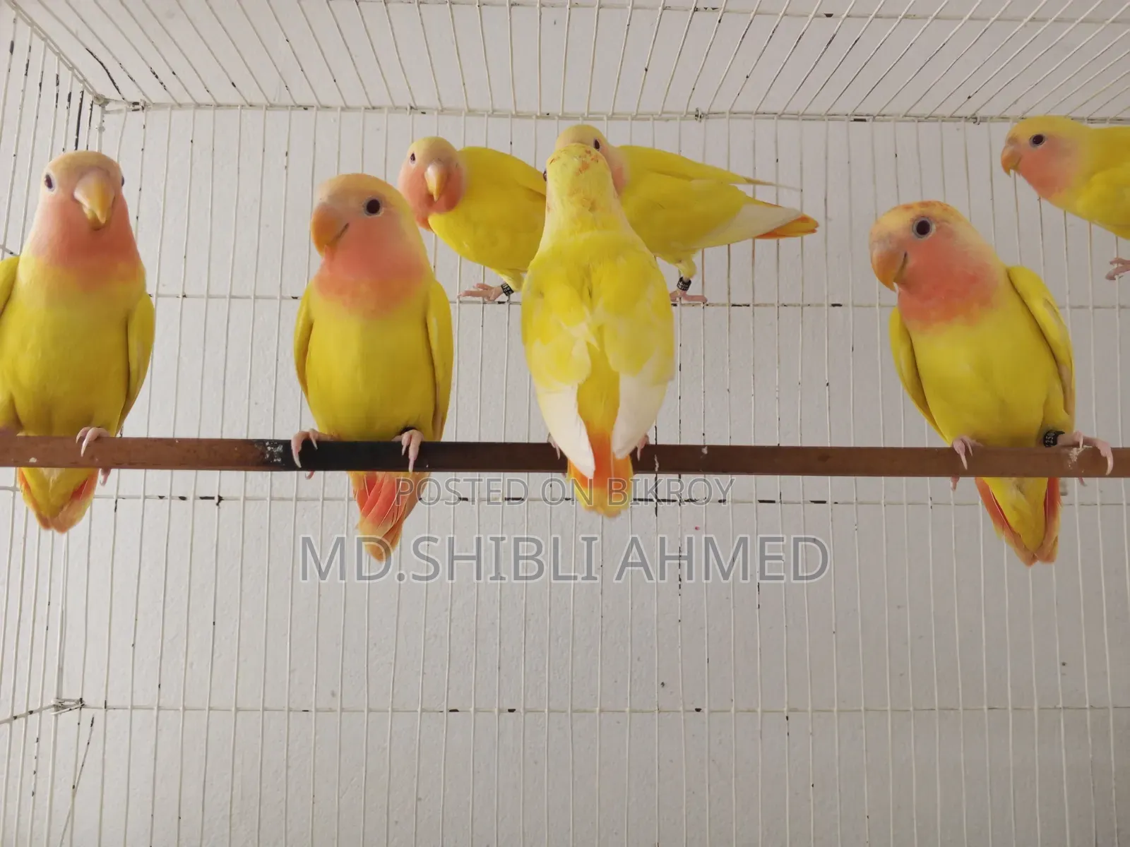 Red Head Lutino Opaline Self Feed Baby
