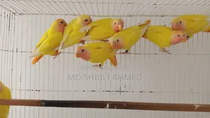 Red Head Lutino Opaline Self Feed Baby
