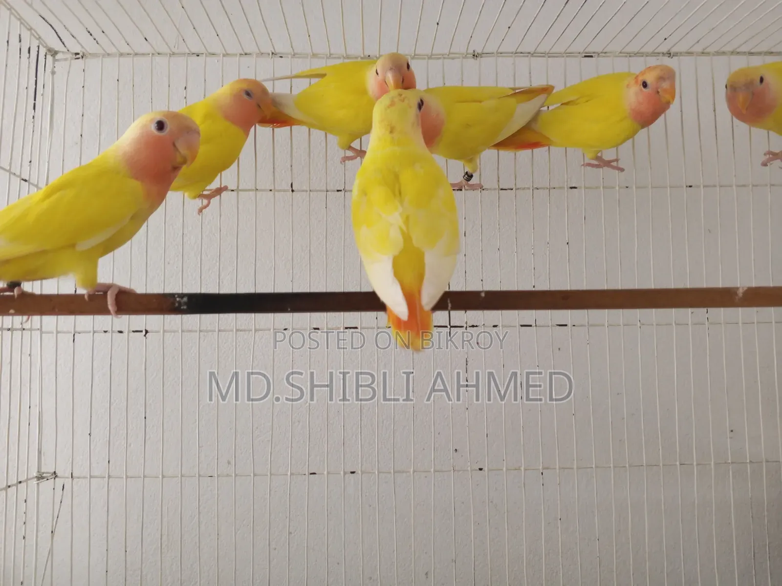 Red Head Lutino Opaline Self Feed Baby