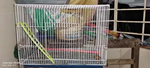 Parrot's Case