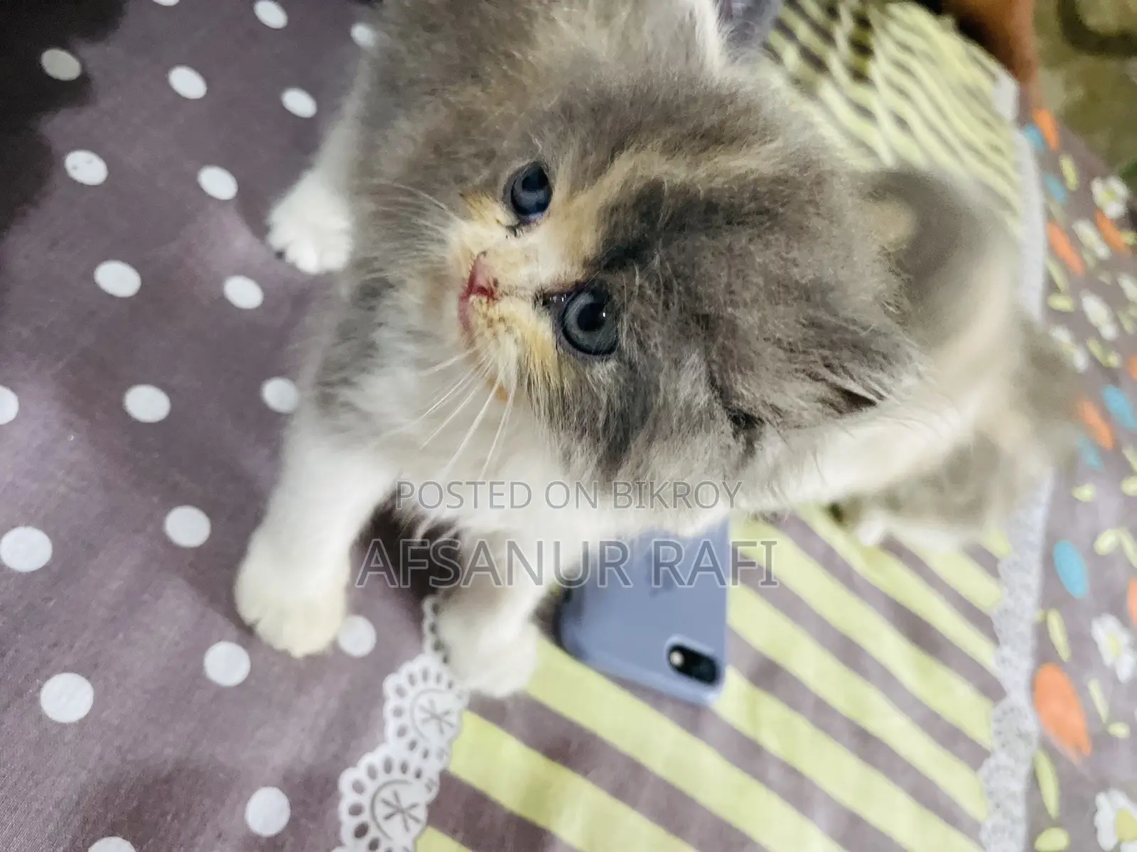 1-3 Months Female Purebred Persian