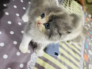 1-3 Months Female Purebred Persian