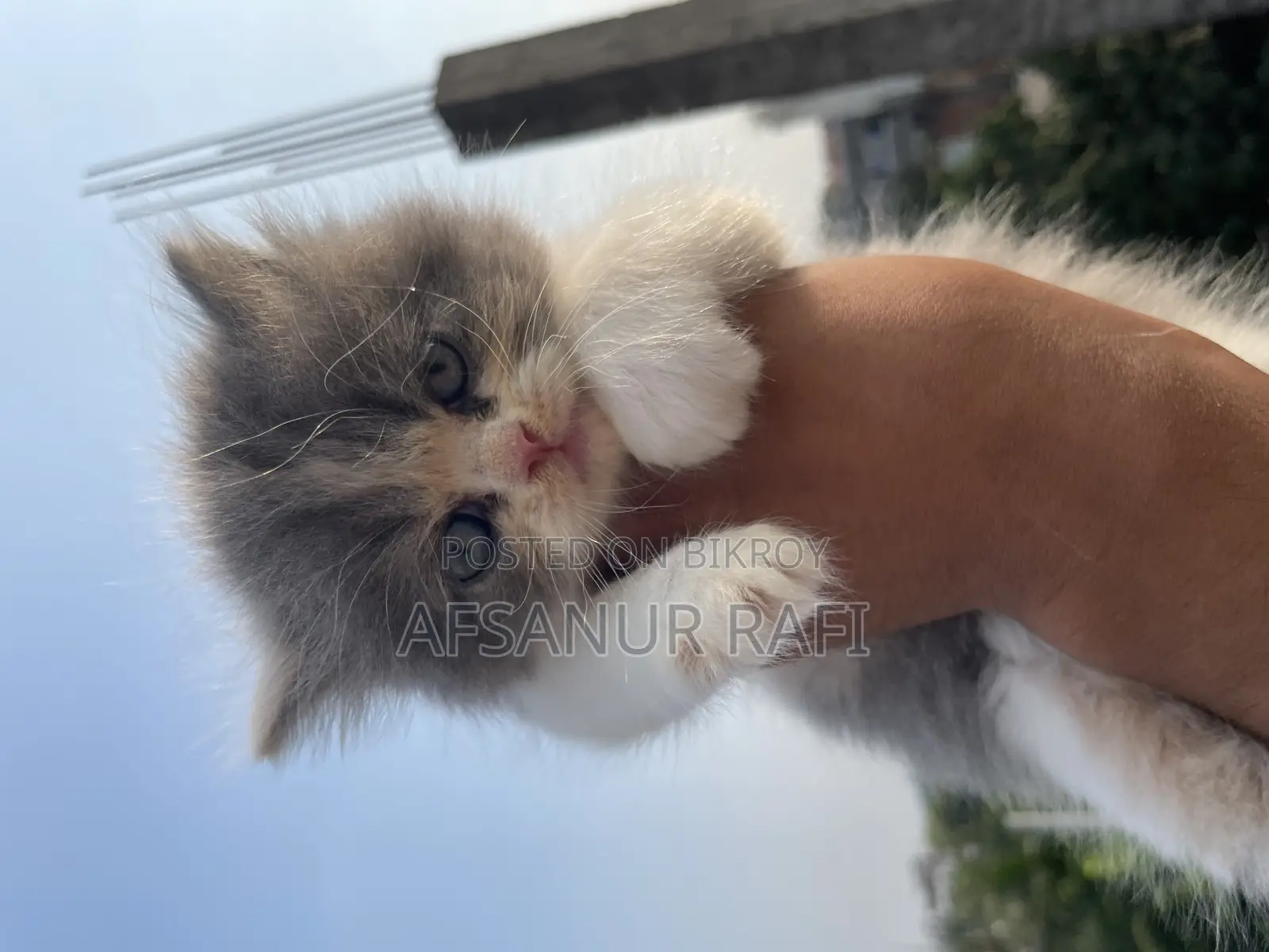 1-3 Months Female Purebred Persian