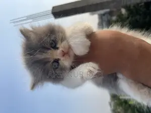 1-3 Months Female Purebred Persian