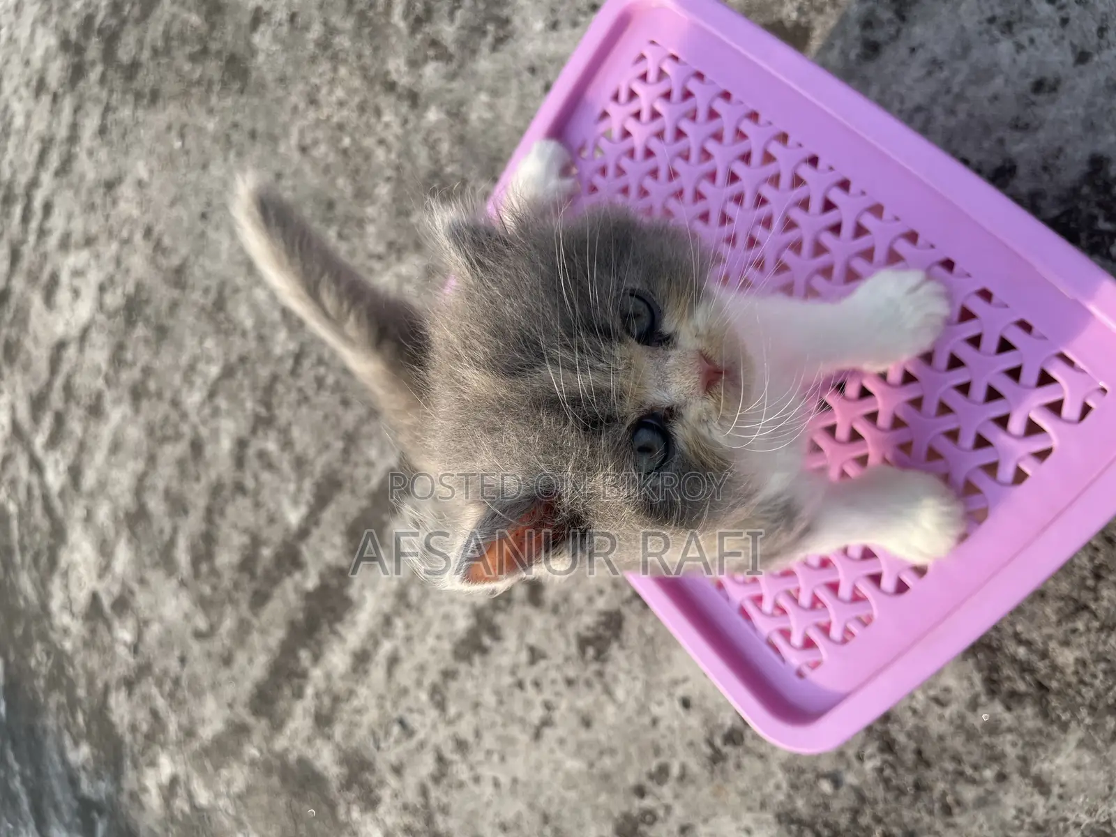 1-3 Months Female Purebred Persian