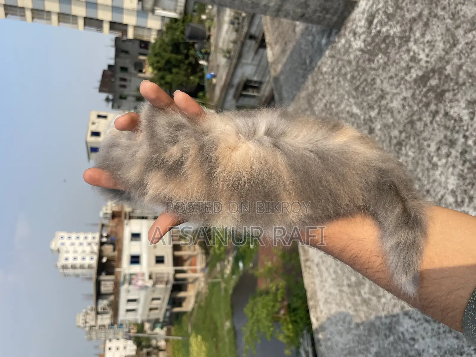 1-3 Months Female Purebred Persian