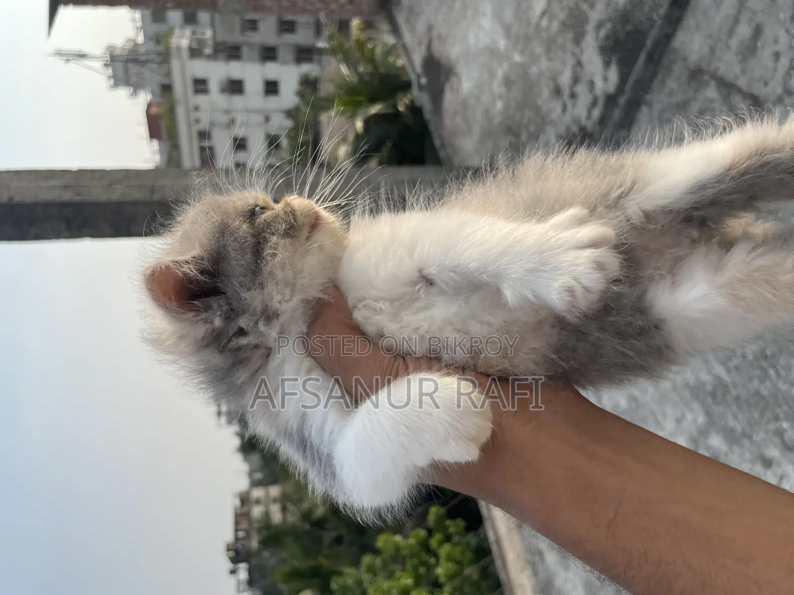 1-3 Months Female Purebred Persian