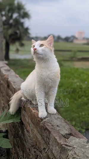 ১+ বছর বয়সী পুরুষ মিক্স ব্রিড পার্সিয়ান