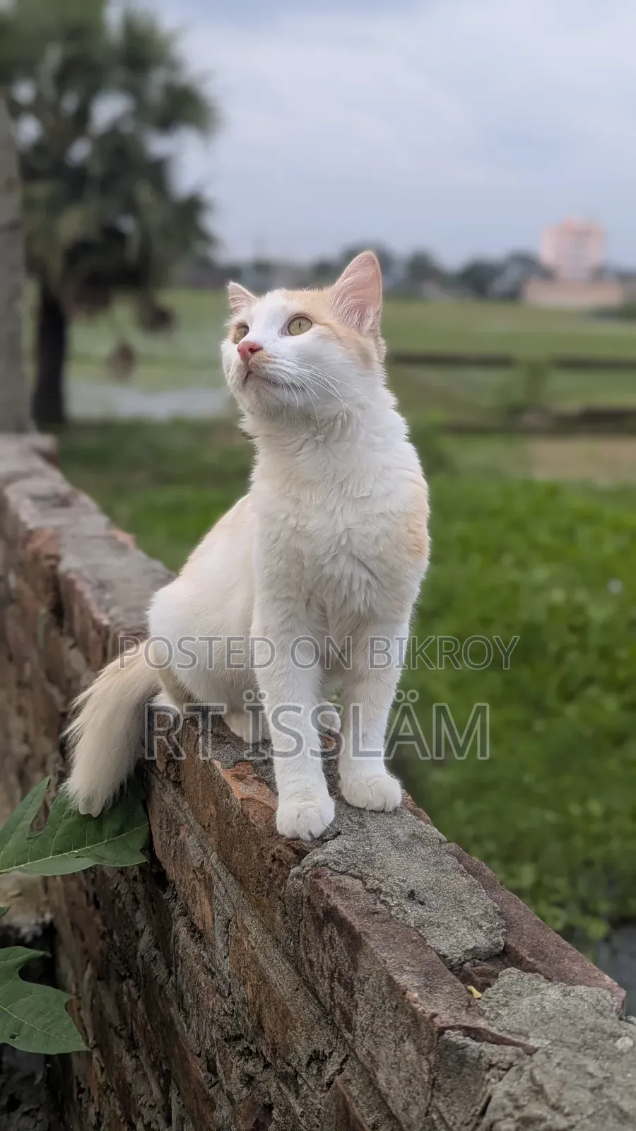 ১+ বছর বয়সী পুরুষ মিক্স ব্রিড পার্সিয়ান
