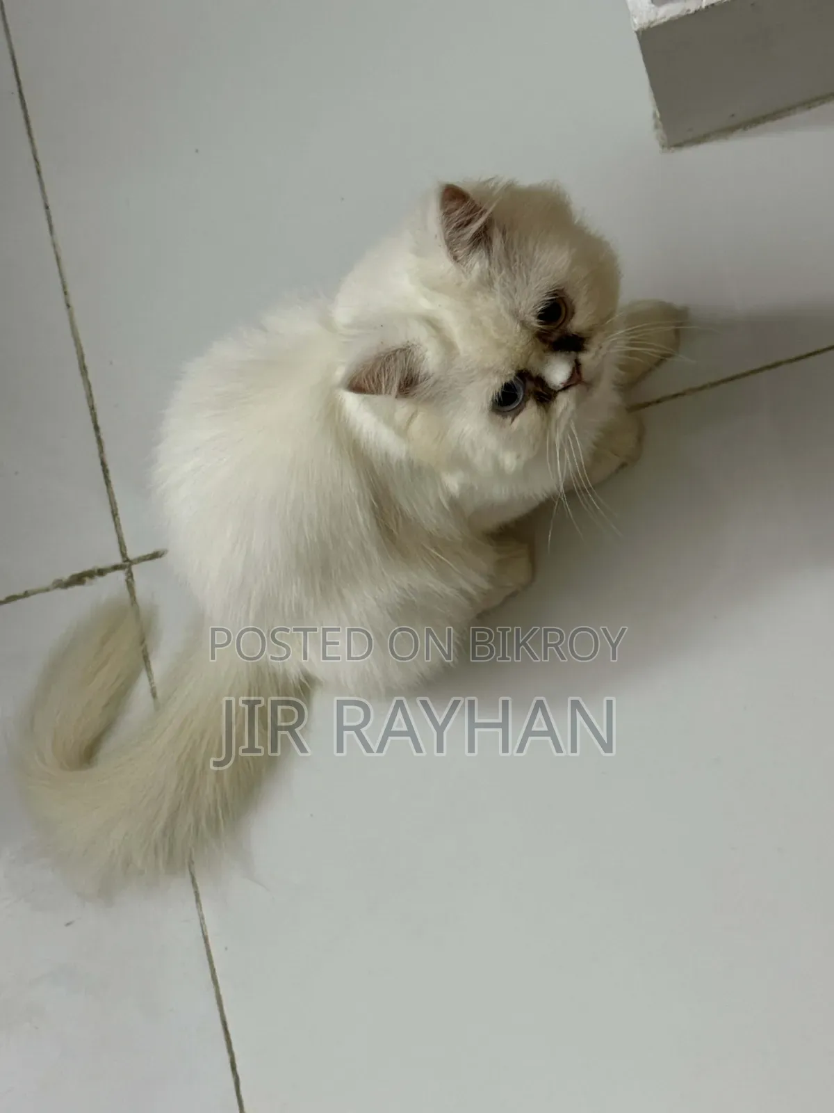 1-3 Months Female Purebred Persian