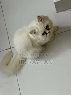 1-3 Months Female Purebred Persian