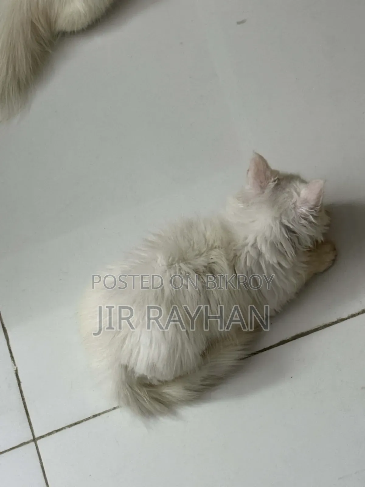 1-3 Months Female Purebred Persian