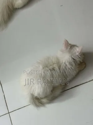 1-3 Months Female Purebred Persian