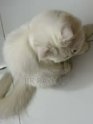 1-3 Months Female Purebred Persian