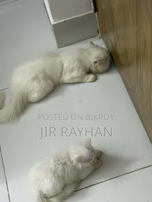 1-3 Months Female Purebred Persian