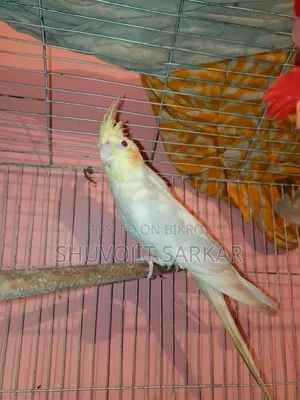 লুটিনো ককাটেল