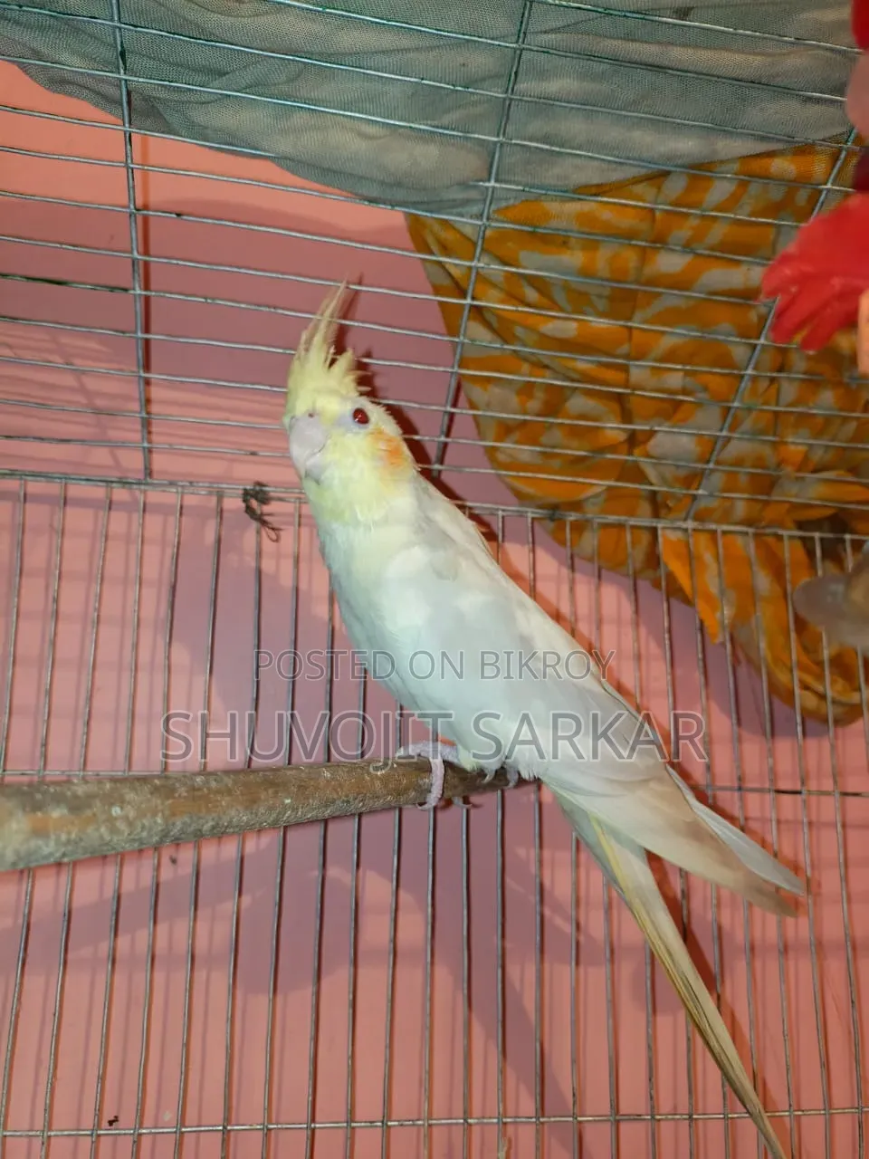 লুটিনো ককাটেল