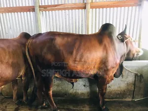 ভালো জাতের দেশি গরু