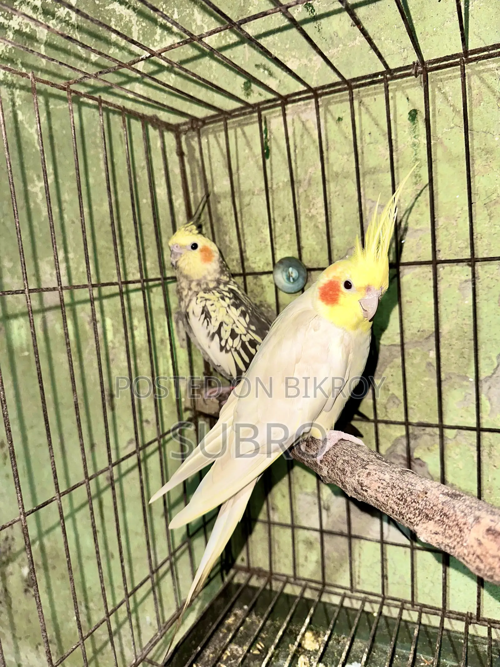 কোকাটেল মাস্টার পেয়ার