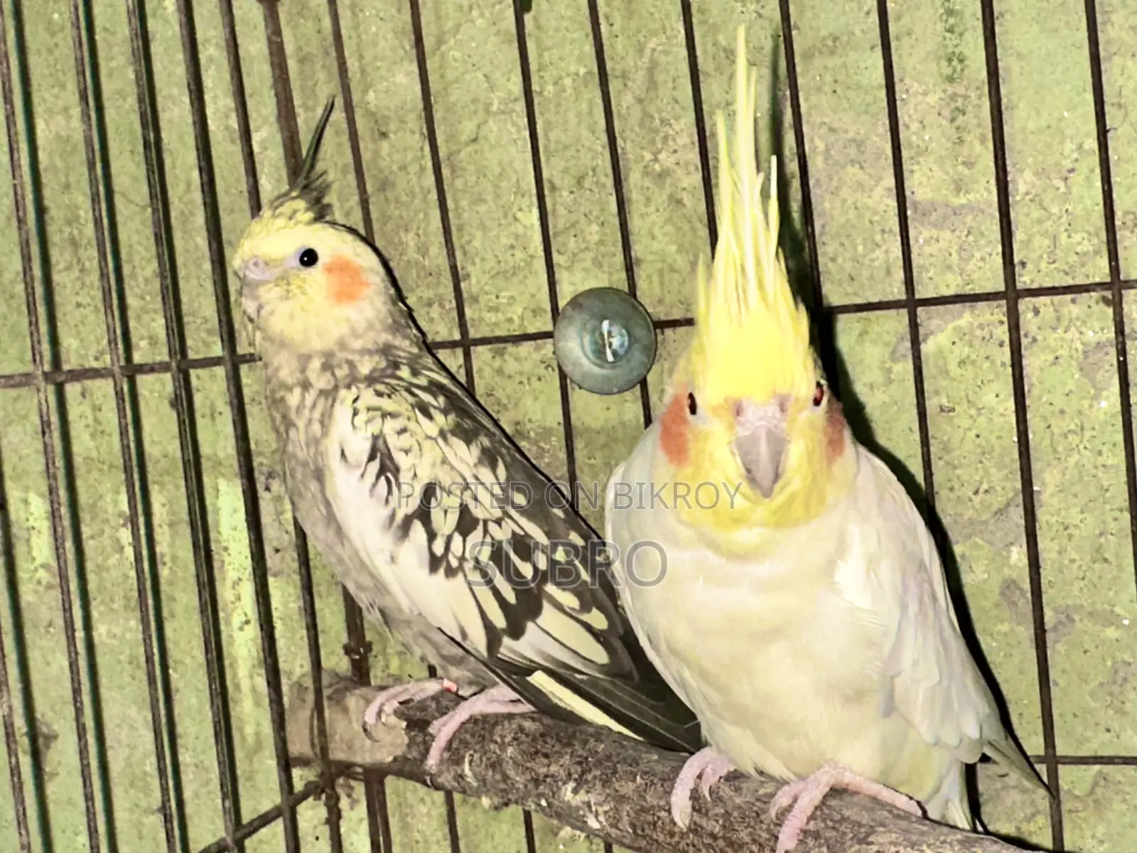 কোকাটেল মাস্টার পেয়ার