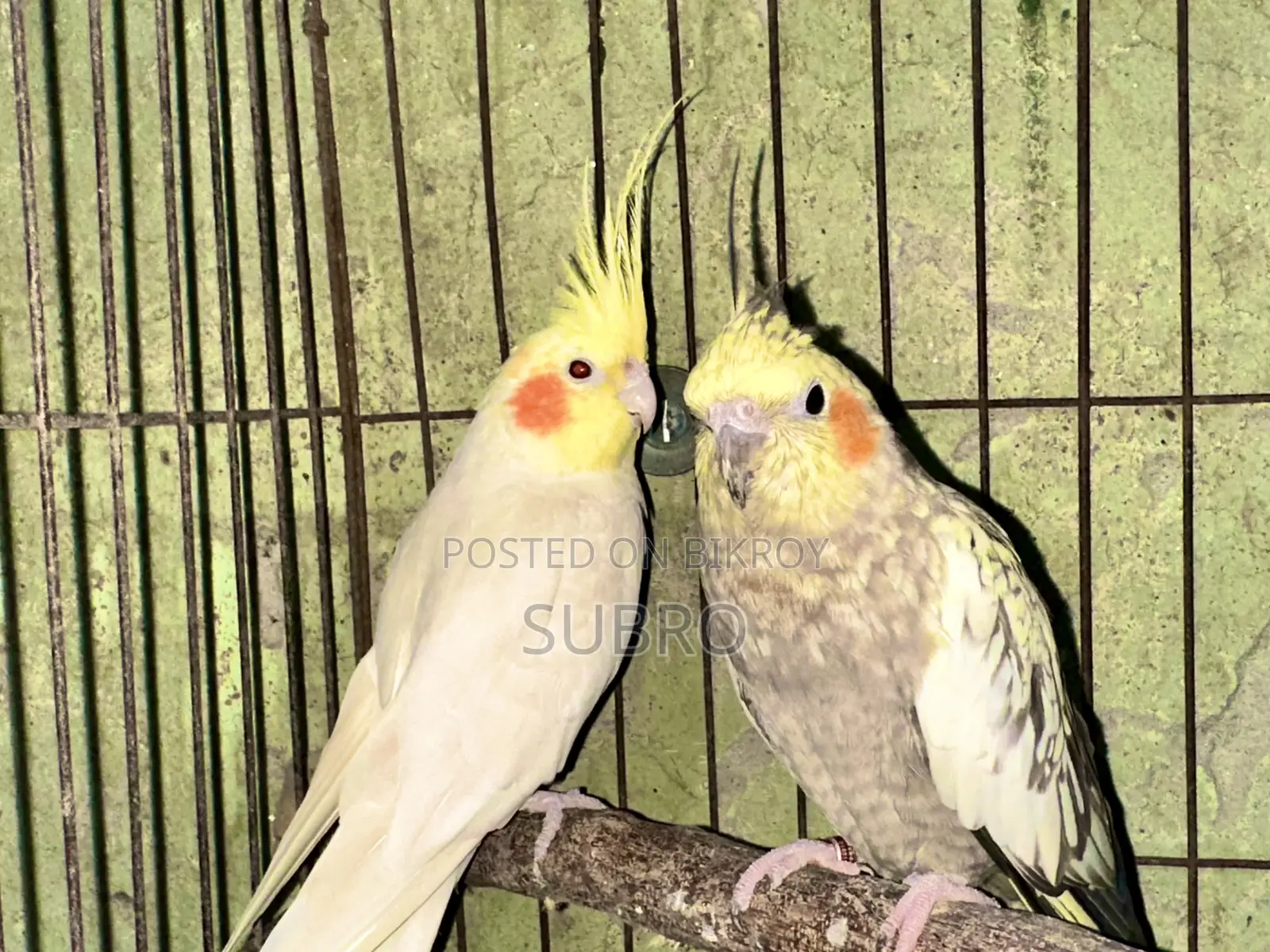কোকাটেল মাস্টার পেয়ার