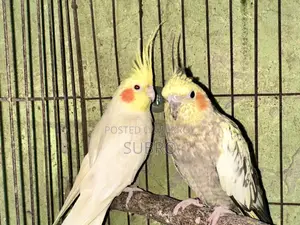 কোকাটেল মাস্টার পেয়ার