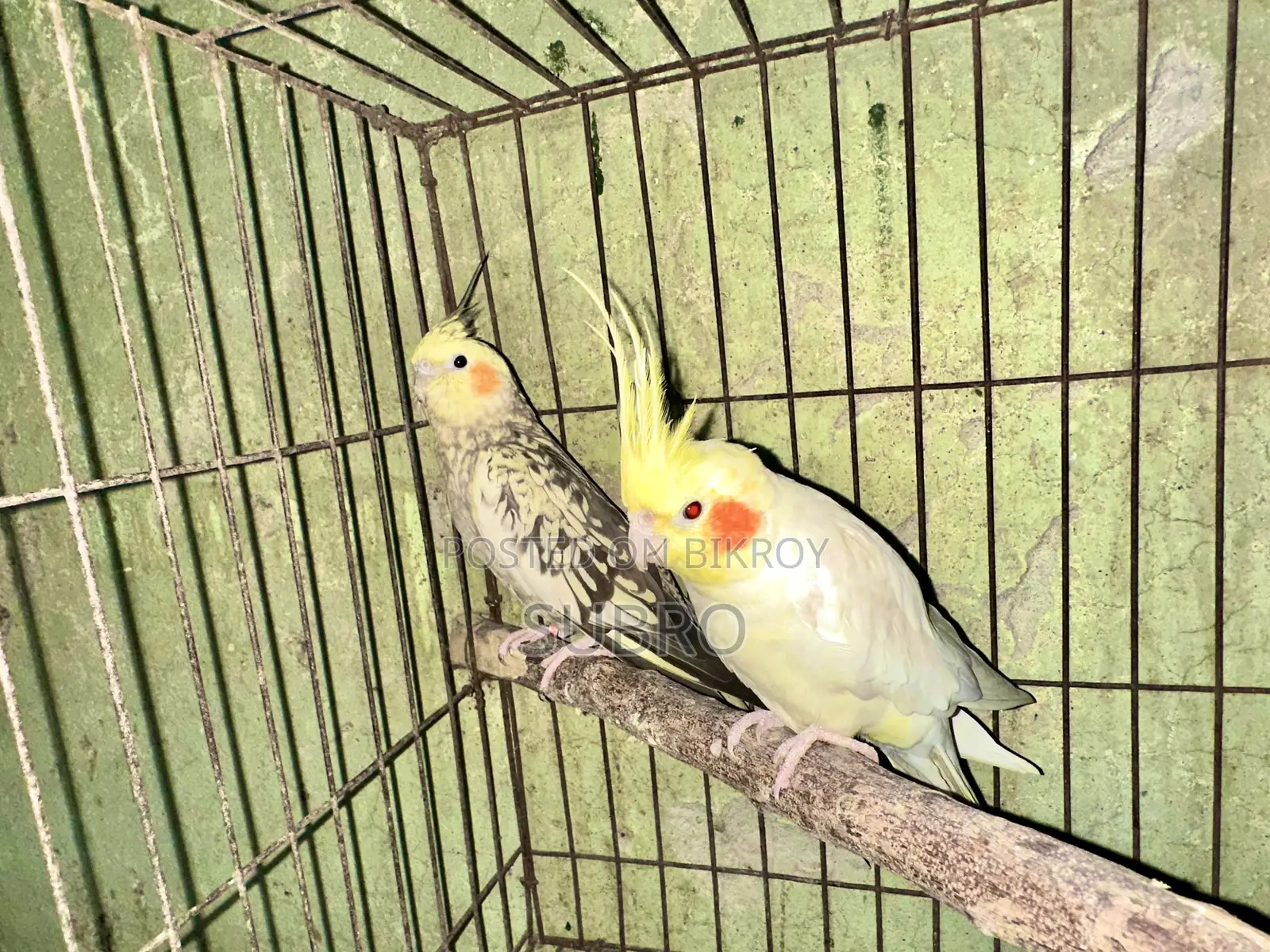 কোকাটেল মাস্টার পেয়ার
