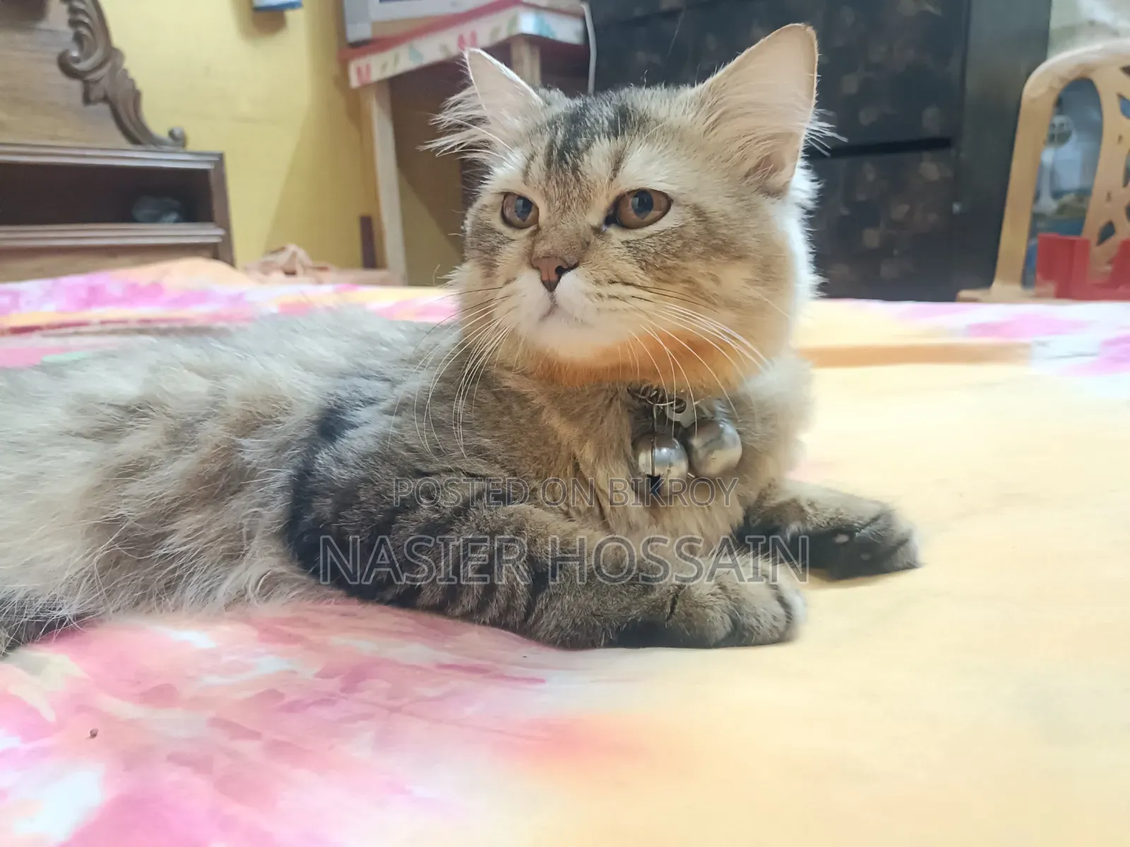 1+ Year Male Mixed Breed Persian Cat