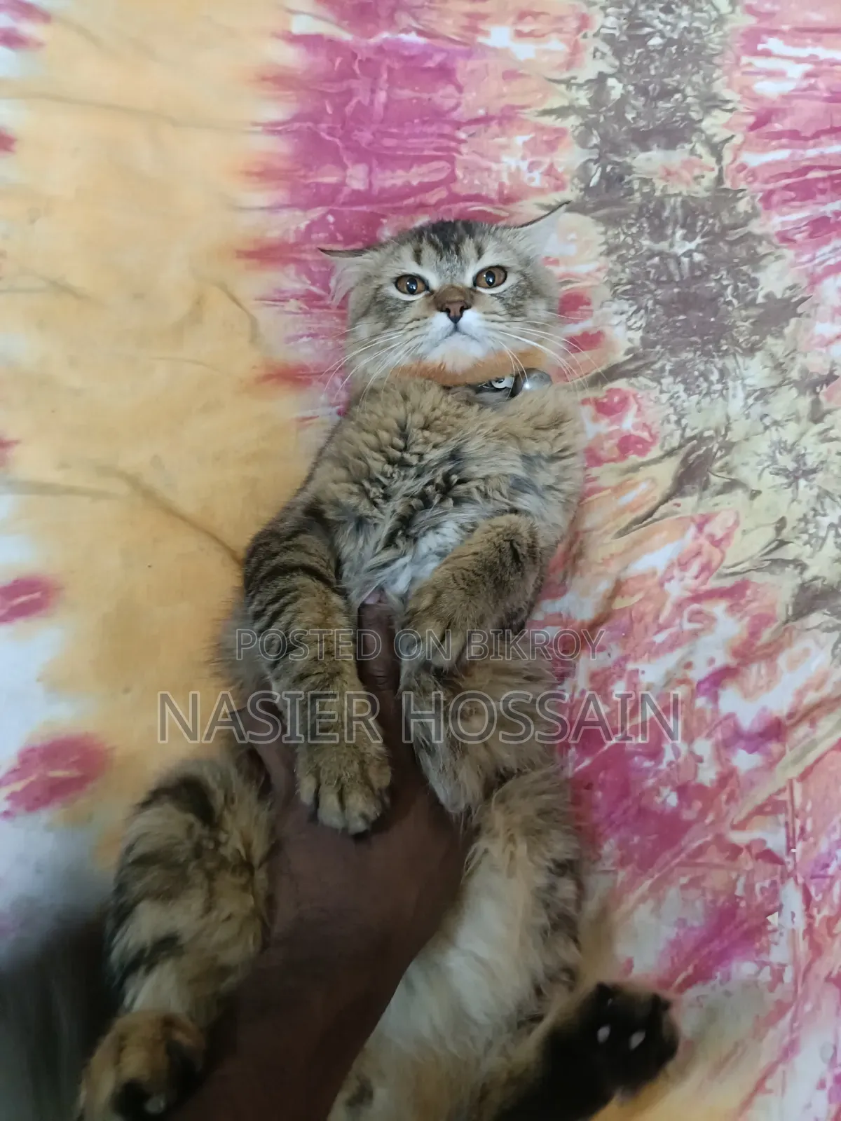 1+ Year Male Mixed Breed Persian Cat