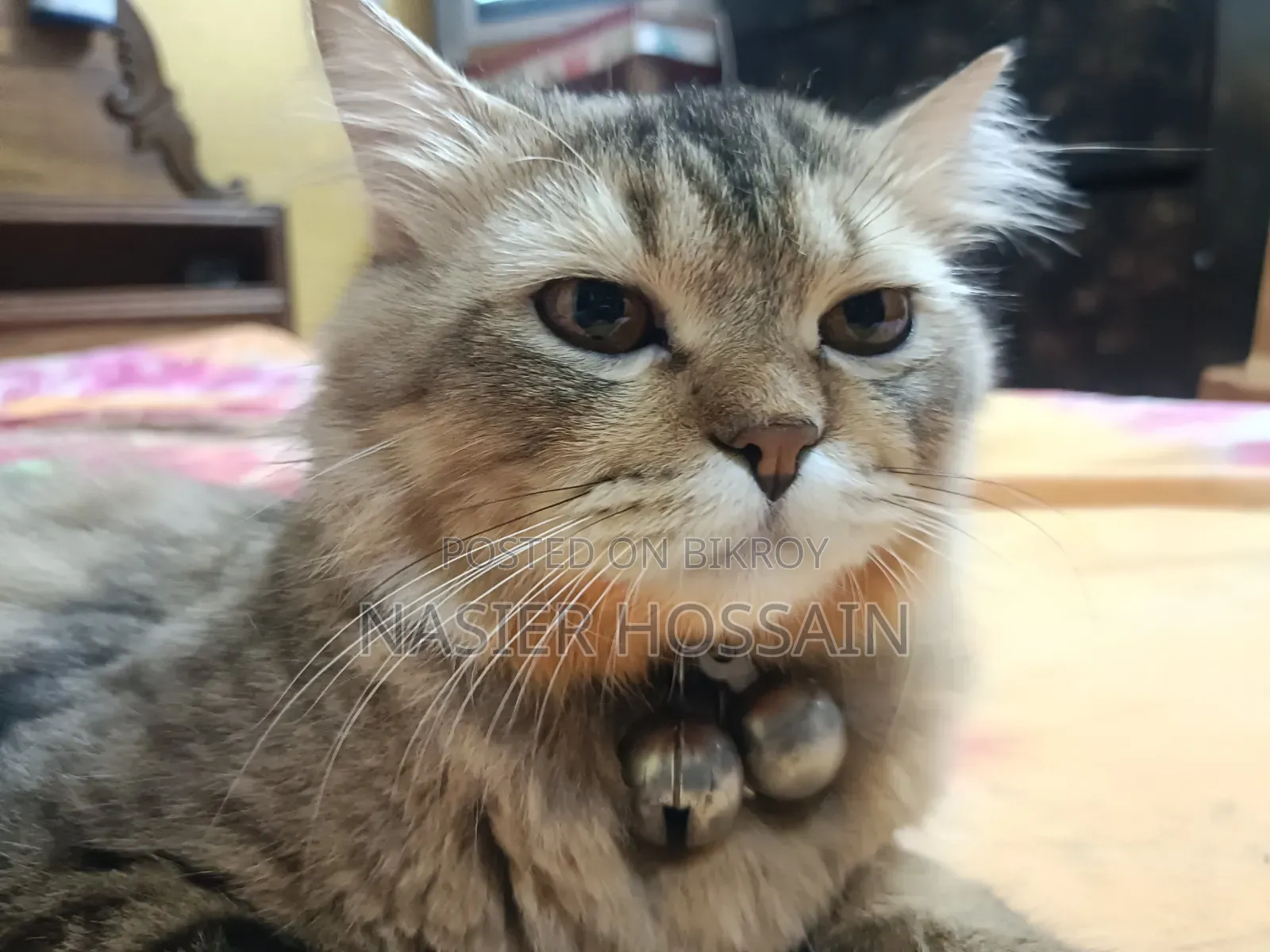 1+ Year Male Mixed Breed Persian Cat