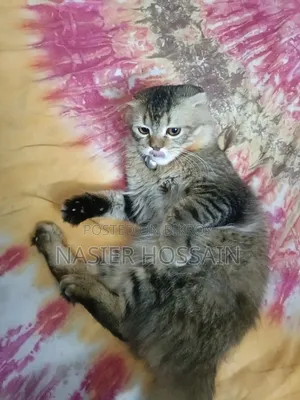 1+ Year Male Mixed Breed Persian Cat