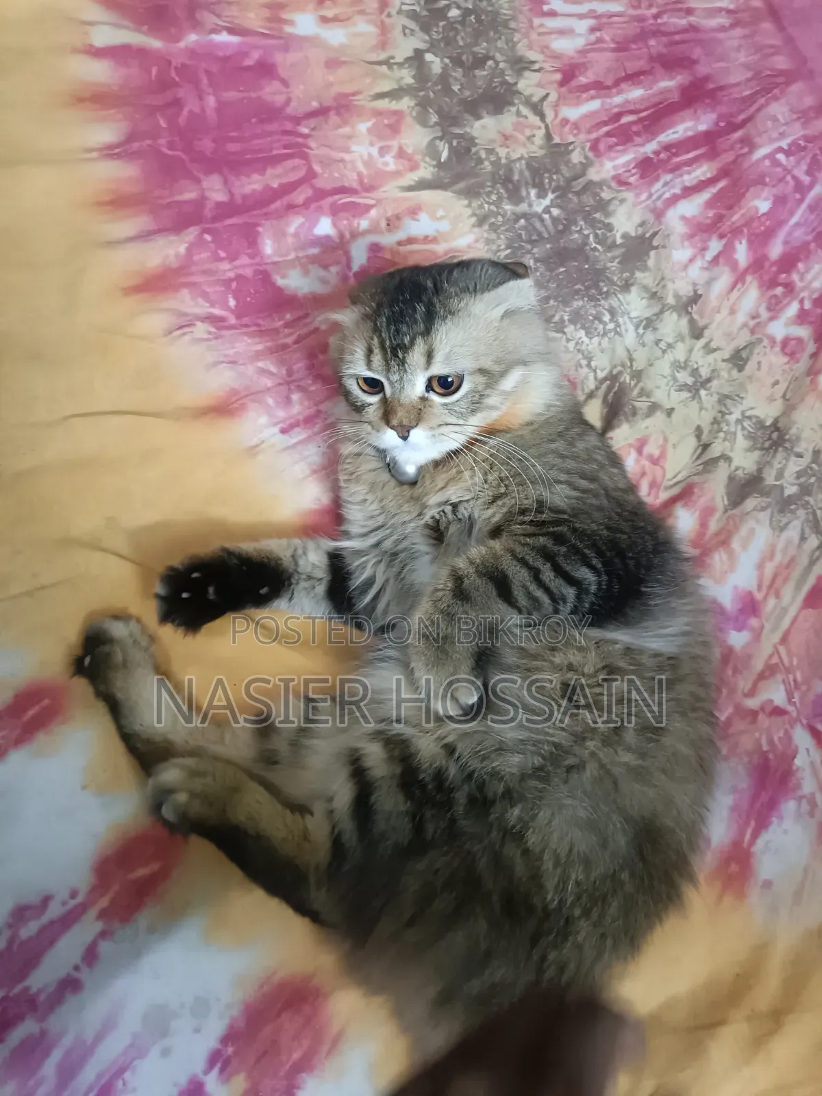 1+ Year Male Mixed Breed Persian Cat